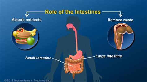 The Intestines: Absorbing Nutrients